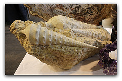 Fossiles de Cérithes - Mollusques gastéropodes