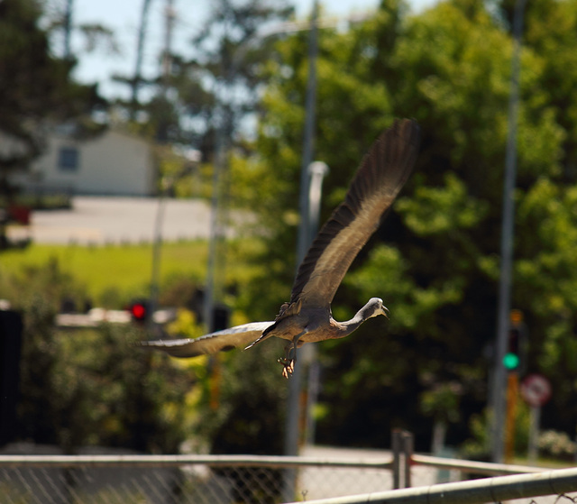 Heron flying away Heron flying away