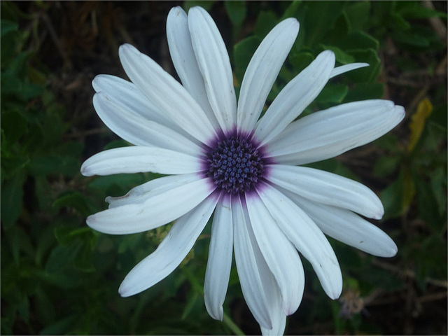 Flor blanca y azul