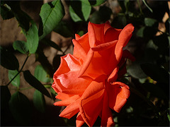 Rosa roja-naranja de Esmeralda de Colina