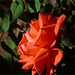 Rosa roja-naranja de Esmeralda de Colina