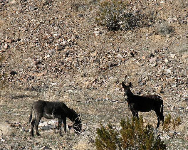 Burros In Striped Butte Valley (9753)