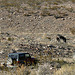 Burros In Striped Butte Valley (9754)