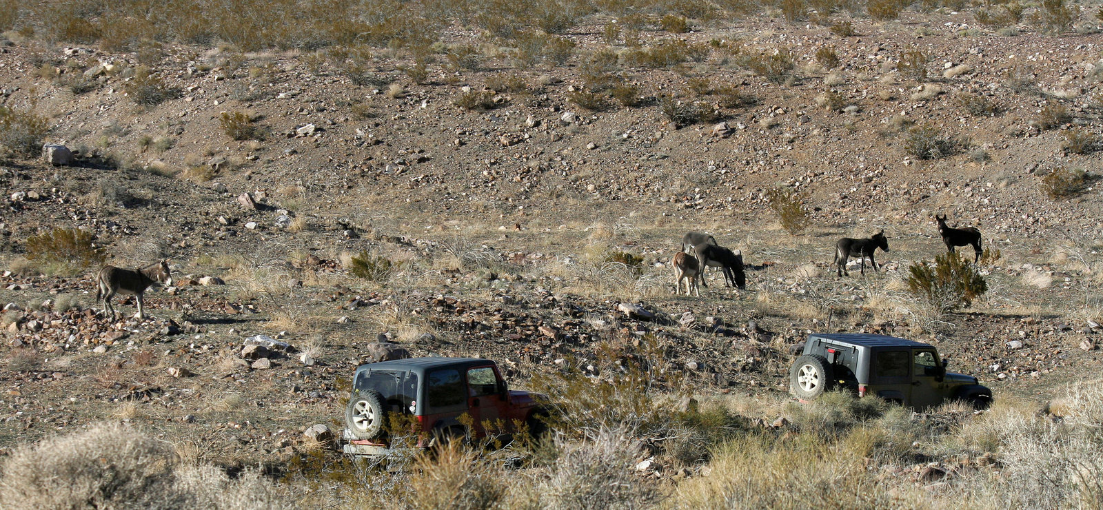 Burros In Striped Butte Valley (9754)
