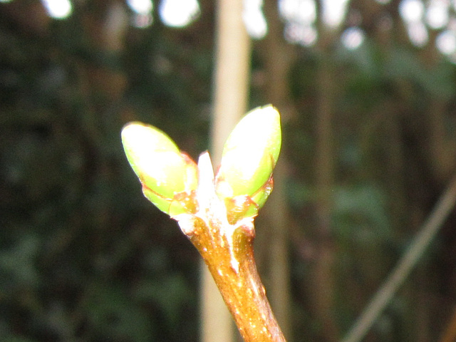 New lilac buds coming out