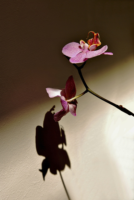 Orquídea sobre fondo oscuro y sombra sobre fondo claro