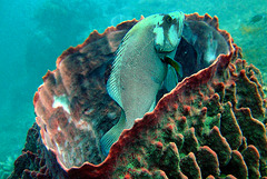 Vase coral as housing