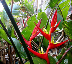 Heliconia brasiliensis