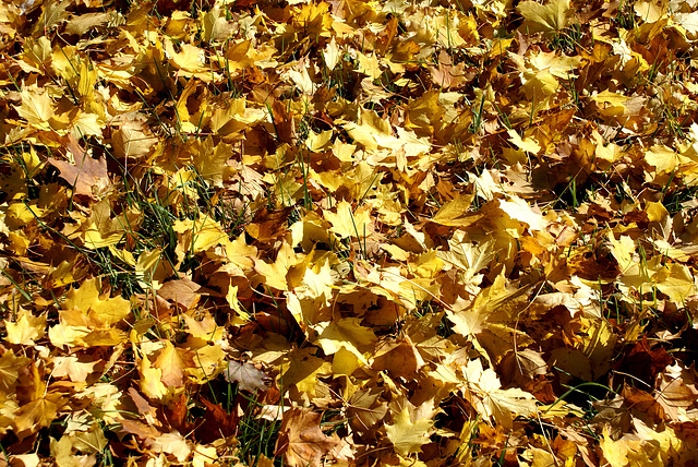 Herbstlaub am Boden. ©UdoSm
