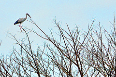 Stork on a very small twig
