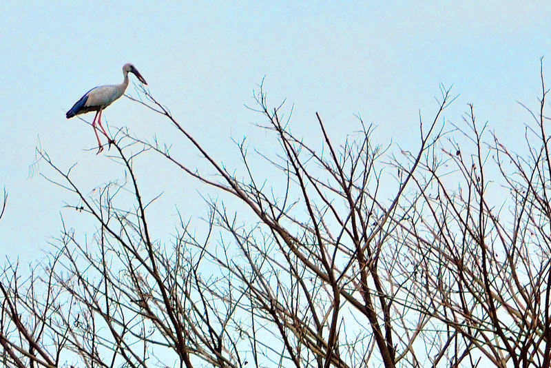 Stork on a very small twig
