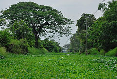 Water hyacinths on Khlong Sam