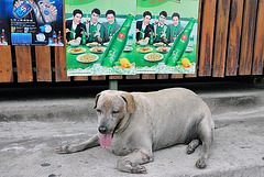 Gorged dog in front of restaurant