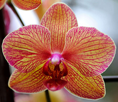 Macro d'une orchidée...