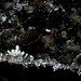 petit corail de glace