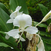 Flores blancas ticas 4
