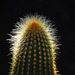 Un cactus au poil
