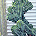 Myrtillocactus geometrizans v. monstrose, Myrtillo geometrizans cristata