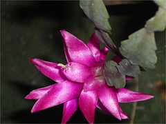 Flor de cactus de Noël