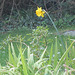 A lone daffodil keeping watch over the lawn