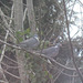 My family of wood pigeons are looking to nest