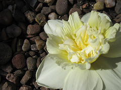 My double headed daffodil