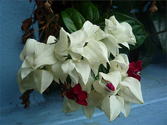 Flores blancas ticas 3