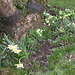 Neighbour's lovely spring flowers around the old tree