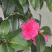 The camellias come out