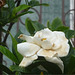 Flor blanca tica 5