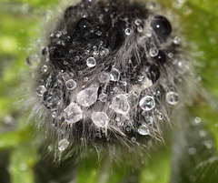 Hairy raindrops