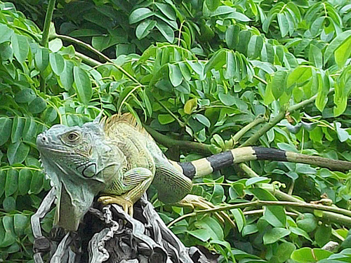 An Iguana on Johnny Cay