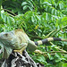 An Iguana on Johnny Cay