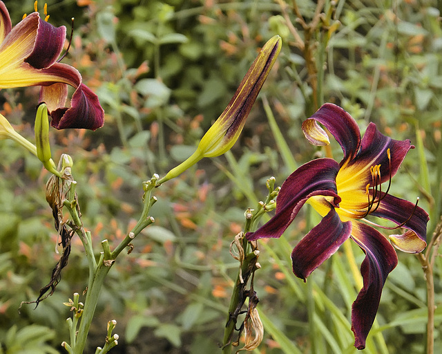 Purple Daylily – Flowery Brook Garden, Montréal Botanical Garden