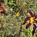 Purple Daylily – Flowery Brook Garden, Montréal Botanical Garden
