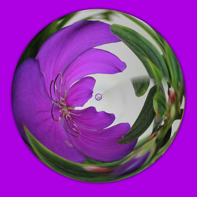 Purple Spin