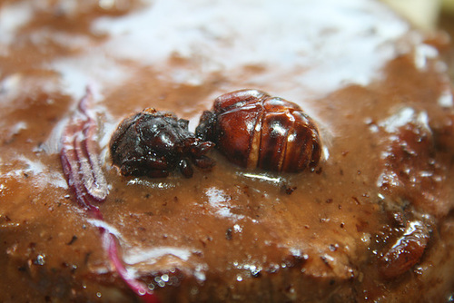 A Close-up of an Ant on My Steak