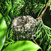 Baby Hummingbirds 2 weeks old
