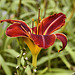Red Daylily – Flowery Brook Garden, Montréal Botanical Garden