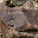 Petroglyphs (113629)