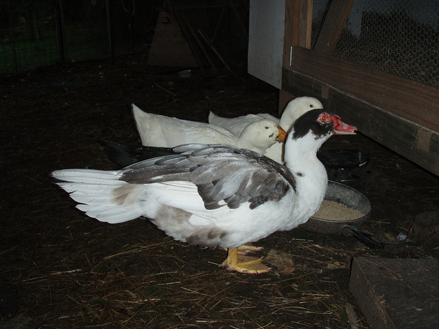 Malcolm the Muscovy