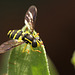 Patio Life: Hoverfly