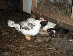 ducky dinnertime