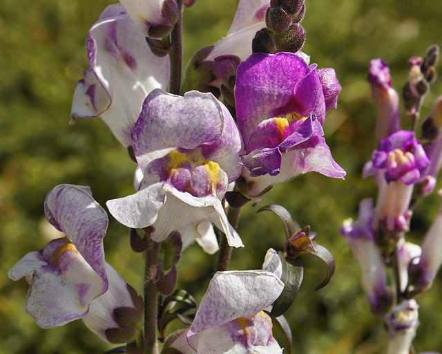 Purple Snapdragon – Brookside Gardens