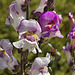 Purple Snapdragon – Brookside Gardens