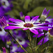 Purple Perks – Brookside Gardens