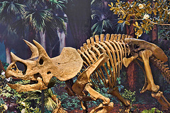 Triceratops – Carnegie Museum, Forbes Avenue, Pittsburgh, Pennsylvania