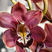 Clarisse Austin Orchid – Brookside Gardens