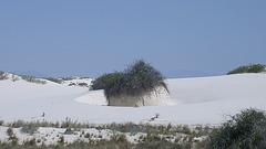 White Sands National Monument 3206a