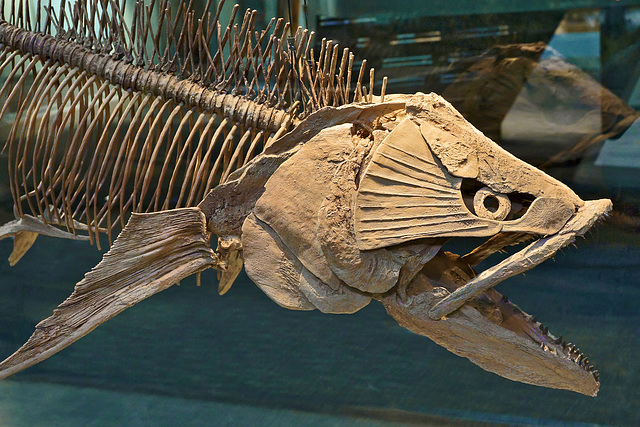 "Dinosaur" Fish – Carnegie Museum, Forbes Avenue, Pittsburgh, Pennsylvania